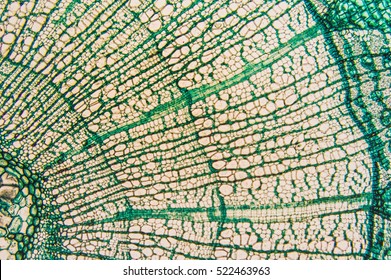 Micrograph Plant Cell High Res Stock Images Shutterstock