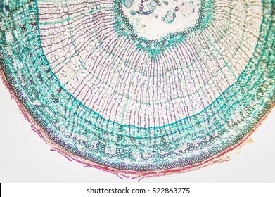 Plant Cell Microscope Hd Stock Images Shutterstock