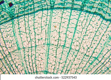 Cambial Cells- Micro Preparation Samples- Section (tissue) For Microscope Examination. Methodology For The Research Of Biology- Animal And Plant Cells Of Organisms