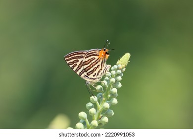 Cambodia. Cigaritis Is A Genus Of Butterflies In The Family Lycaenidae. Its Species Are Found In The Afrotropical Realm, The Indomalayan Realm And Adjacent Regions Of Asia.