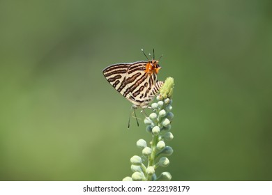 Cambodia. Cigaritis Is A Genus Of Butterflies In The Family Lycaenidae. Its Species Are Found In The Afrotropical Realm, The Indomalayan Realm And Adjacent Regions Of Asia.