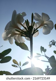 Cambodia Flowers In The Morning At 9 Am