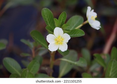 Cambodia. Ludwigia Adscendens, The Water Primrose, Is A Species Of Flowering Plant In The Evening Primrose Family.