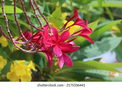 Cambodia. Plumeria Rubra Is A Deciduous Plant Species Belonging To The Genus Plumeria.