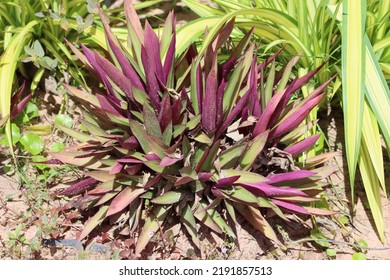 Cambodia. Tradescantia spathacea, the oyster plant, boatlily or Moses-in-the-cradle, is a herb in the Commelinaceae family first described in 1788. - Shutterstock ID 2191857513