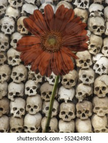 Cambodian Killing Field, Shrine, Skulls From Victims Showing Horrific Genocide
