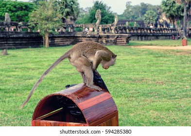 Cambodian long-tail monkey