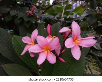 Cambodian Plant Native Central America This Stock Photo 2210634735