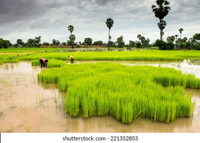 Cambodian Rice Fields