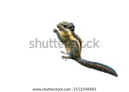 Cambodian Striped Squirrel or Tamiops isoalted on white background