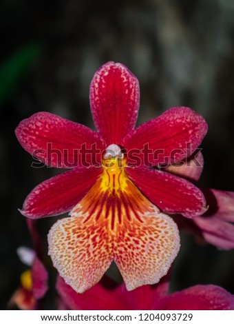 Cambria Burregeara Nelly Islery orchid (Oncidium hybrid orchid), with jungle background