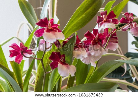 Cambria is a genus of orchids with beautiful spotted and brightly coloured flowers.