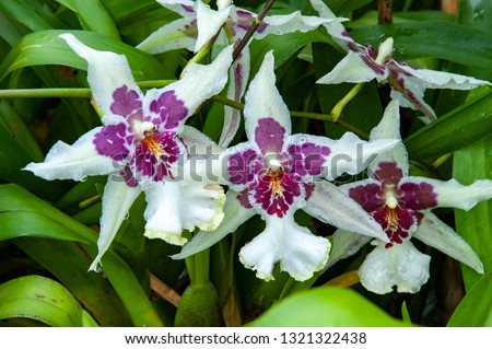 Cambria Orchid (Odontoglossum sp.) in Kew Gardens, London, UK