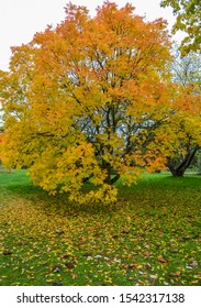 Cambridge Botanic Gardens, Colorful Autumn