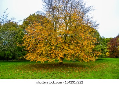 Cambridge Botanic Gardens, Colorful Autumn