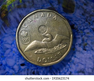 Cambridge, Ontario, Canada -  February 17 2021 : Showing a loon on a 2014 Canadian one dollar coin.