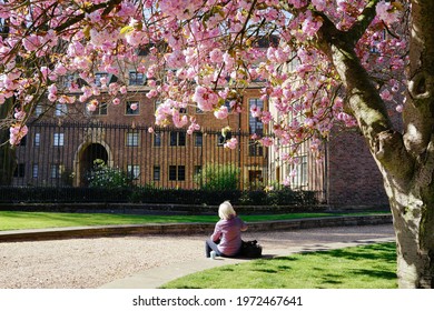 Cambridge, UK, -05\09\2021: A Woman Sitting Under The Cherry Blossom Tree At Bridge Street, Cambridge, UK.