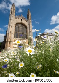 Cambridge UK. June 2021. Biodiversity-rich wild flower meadow, planted in front of the iconic King's College Chapel at Cambridge University. The wild flwoers support wildlife.