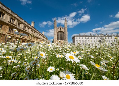 Cambridge UK. June 2021. Biodiversity-rich wild flower meadow, planted in front of the iconic King's College Chapel at Cambridge University. The wild flwoers support wildlife.