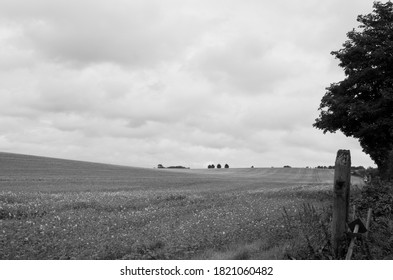 Cambridgeshire Countryside With Clouds, Wheat Fields And Trees In The Background