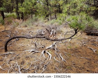 Came Across This Hiking Near Phil's Trailhead West Of Bend Oregon Summer 2018