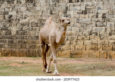 Camel