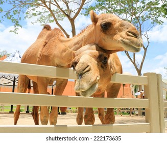 Camel