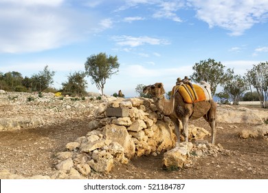 Camel
