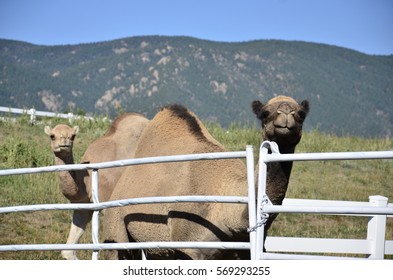 Camel