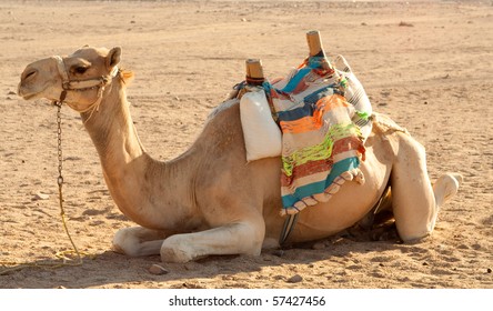 Camel