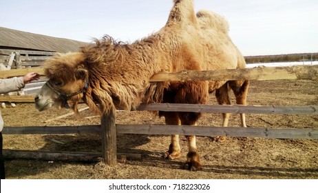 Camel