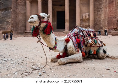 Camel In The Ancient City Of Petra, Jordan
