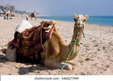 A Camel Awaits A Ride On The Beach Of  Sealine Beach Resort, Qatar 