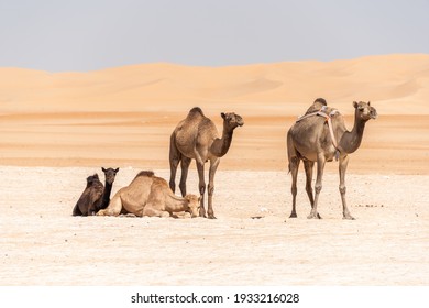Camel babies resting in the very warm desert in Abu Dhabi, UAE. Guarded by their mother with the soft  sand dunes in the background.