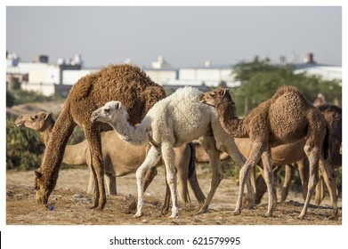 Camel And Baby ,colors Of Camel