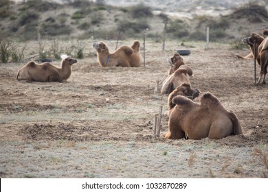camel bactrian lay down on ground