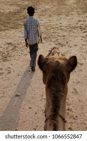 Camel Being Led By Indian Boy POV