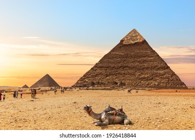 A camel by the Pyramids of Egypt, Giza