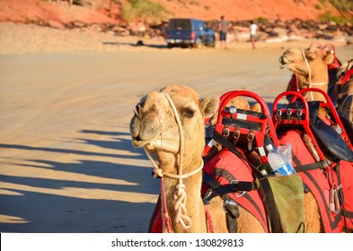 Camel At Cable Beach, Australia