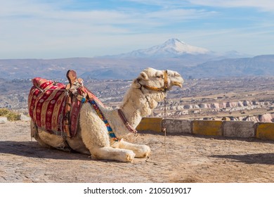 camel in cappadocia rock landscapes, in Anatolia. Turkey