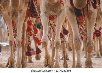 Camel Caravan Or Convoy In Saudi Arabia Low Shot Shows Legs.