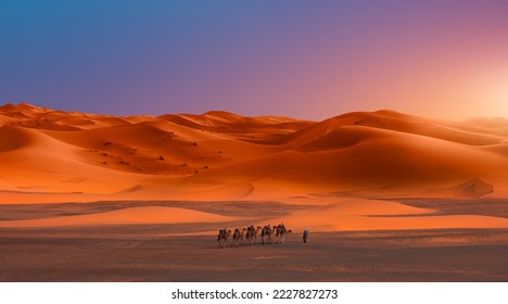 Camel caravan in the desert at sunrise -  Sahara, Morrocco - Powered by Shutterstock