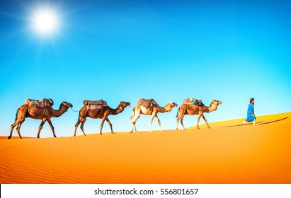 Dromadaire Desert Images Stock Photos Vectors Shutterstock
