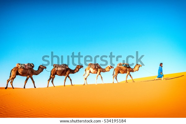 Camel caravan going through the\
sand dunes in the Sahara desert, Marocco. Camel in desert\
concept.