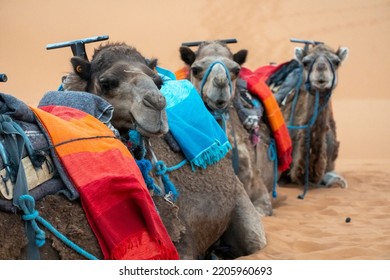 Camel Caravan In Merzouga Desert In Morocco  