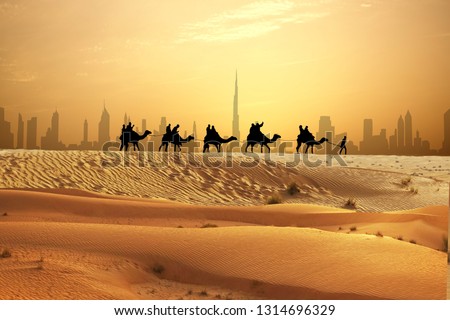 Camel caravan on sand dunes on Arabian dessert with Dubai skyline at sunset
                              