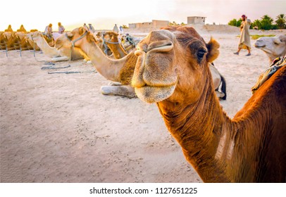 Camel caravan rest in desert. Camel portrait. Camel caravan group photo