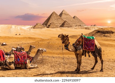 Camel caravan resting in the desert nearthe Pyramids of Egypt, Giza.