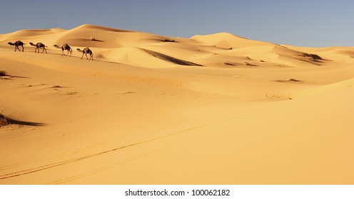 Camel Caravan In The Sahara Desert