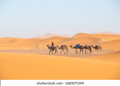 Camel Caravan In The Sahara Desert.